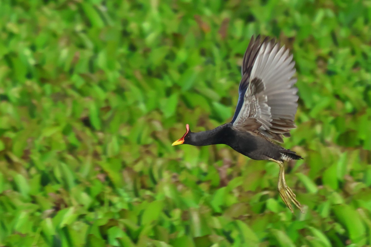 Watercock - Vikram S