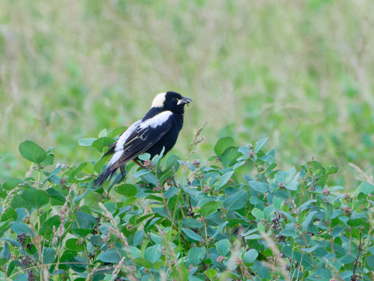 bobolink americký - ML620667029