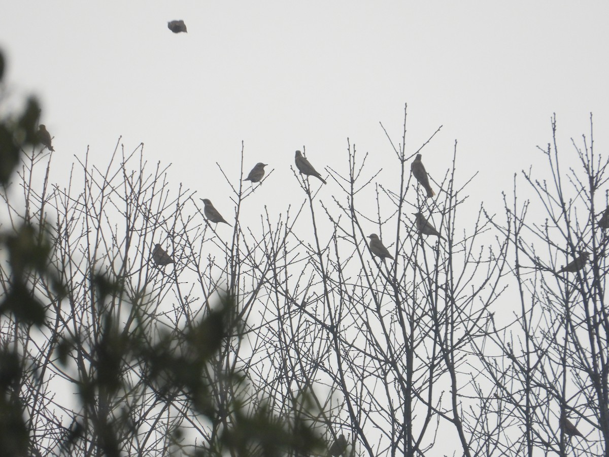 Dusky Thrush - Roy Wang