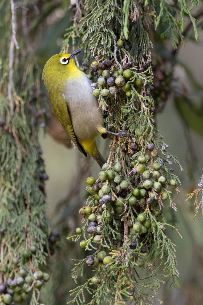 Heuglin's White-eye - ML620667031