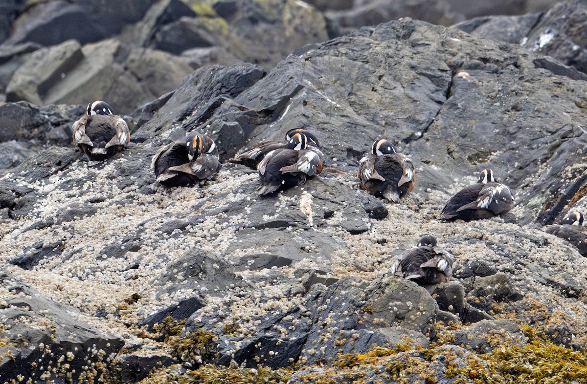 Harlequin Duck - ML620667033