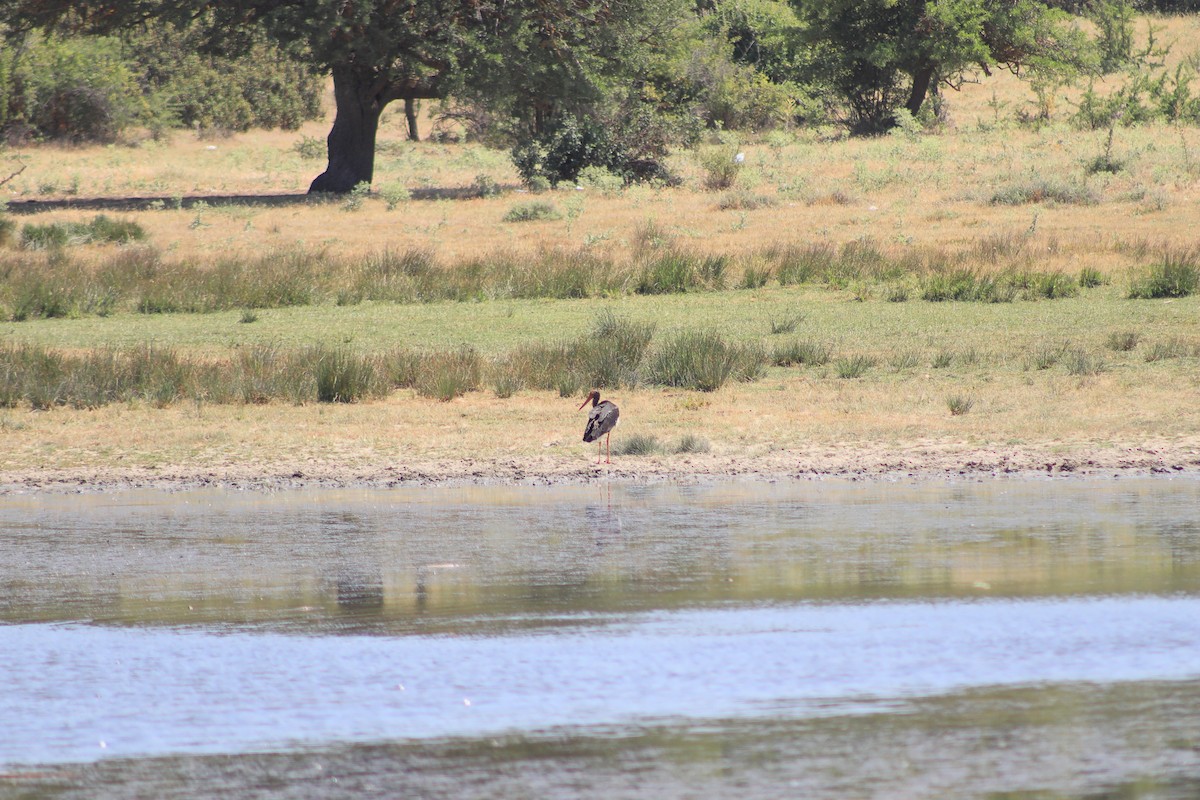 Black Stork - ML620667035