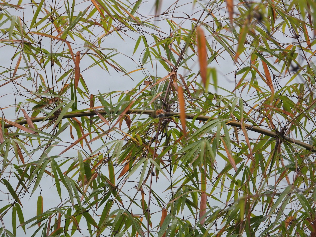 Mosquitero Carirrufo - ML620667039