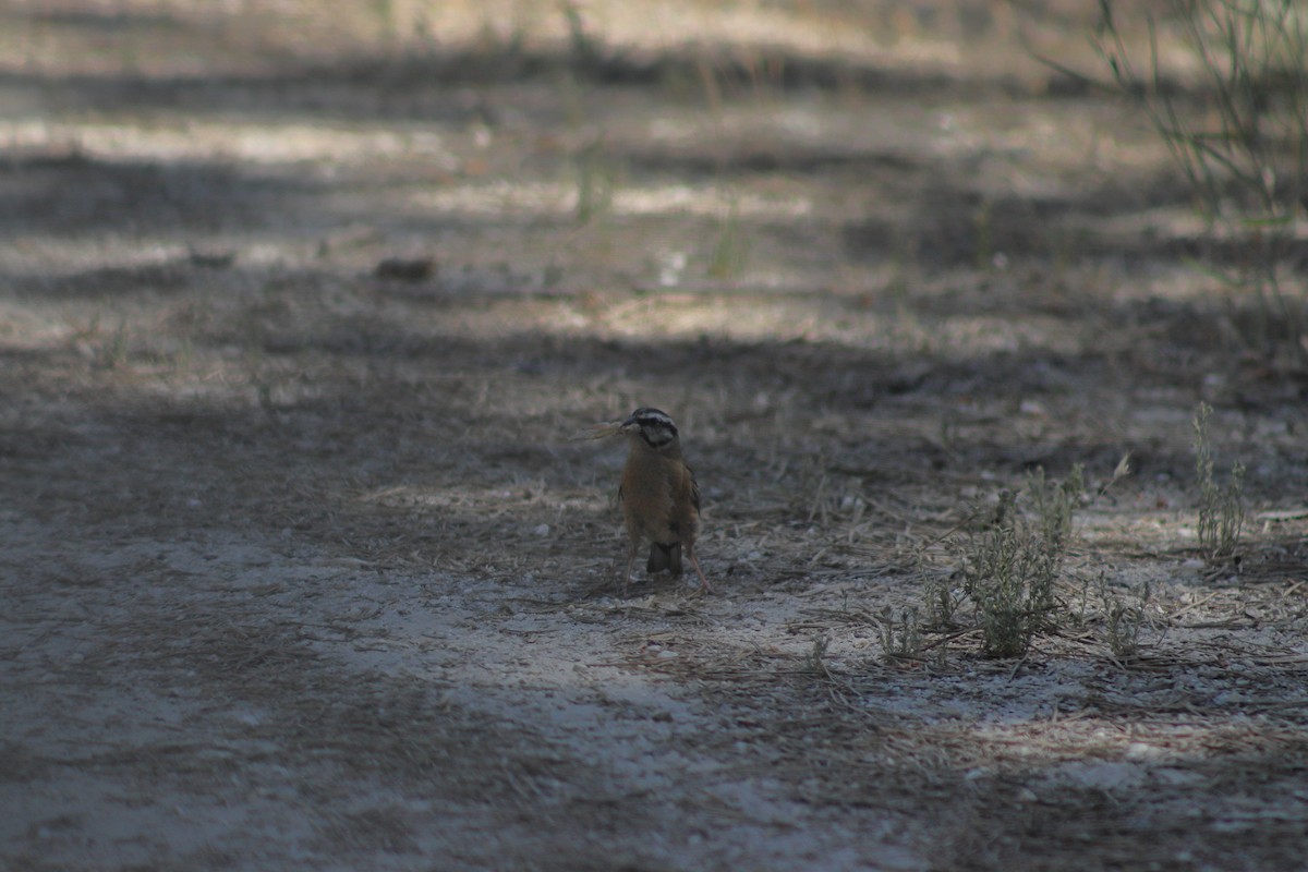 Rock Bunting - ML620667040