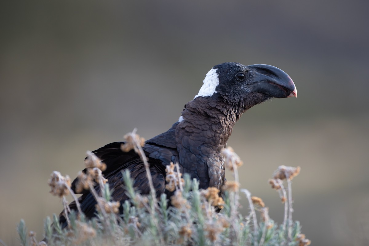 Thick-billed Raven - ML620667041