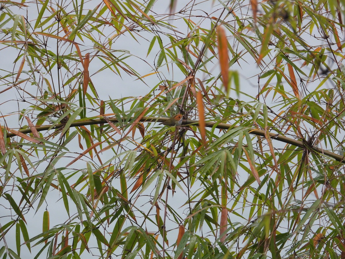 Mosquitero Carirrufo - ML620667042