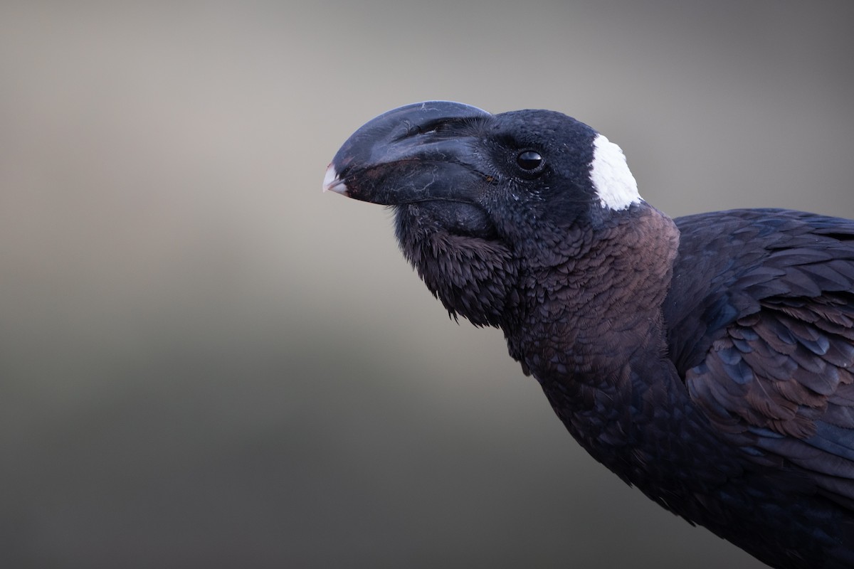 Thick-billed Raven - ML620667043