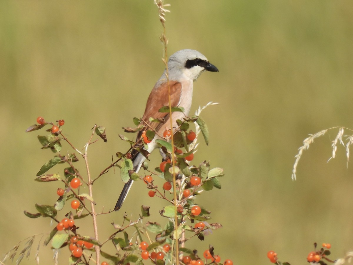 Red-backed Shrike - ML620667046