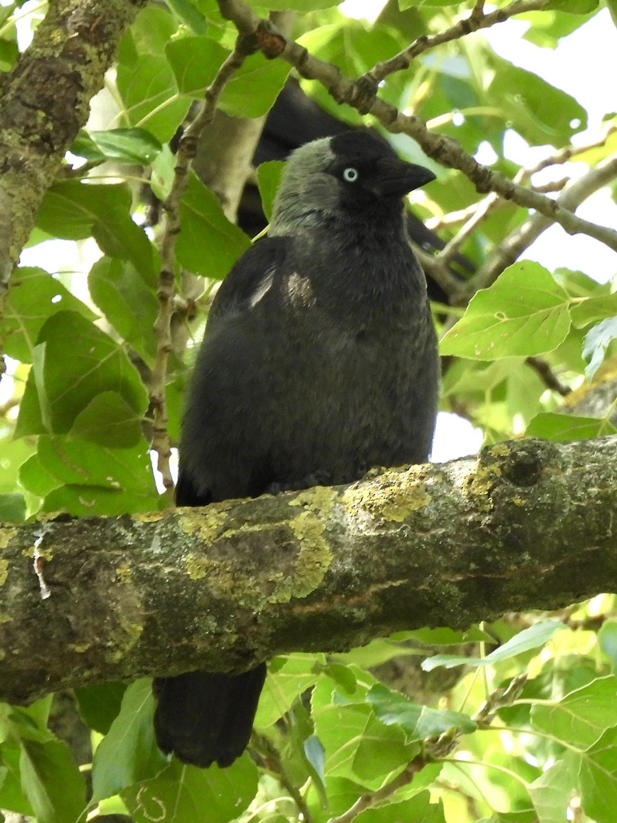 Eurasian Jackdaw - ML620667047