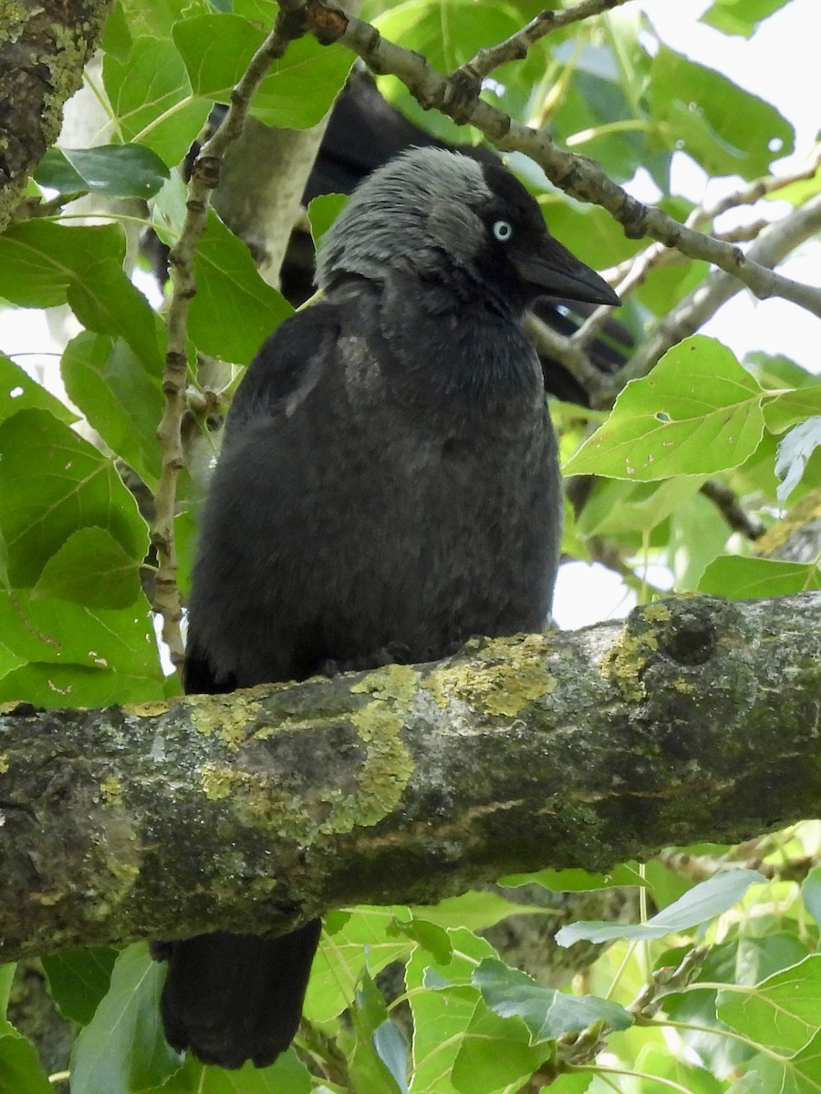 Eurasian Jackdaw - ML620667048