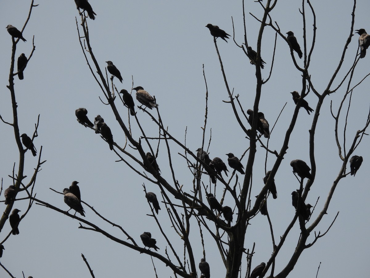 Eurasian Jackdaw - ML620667050