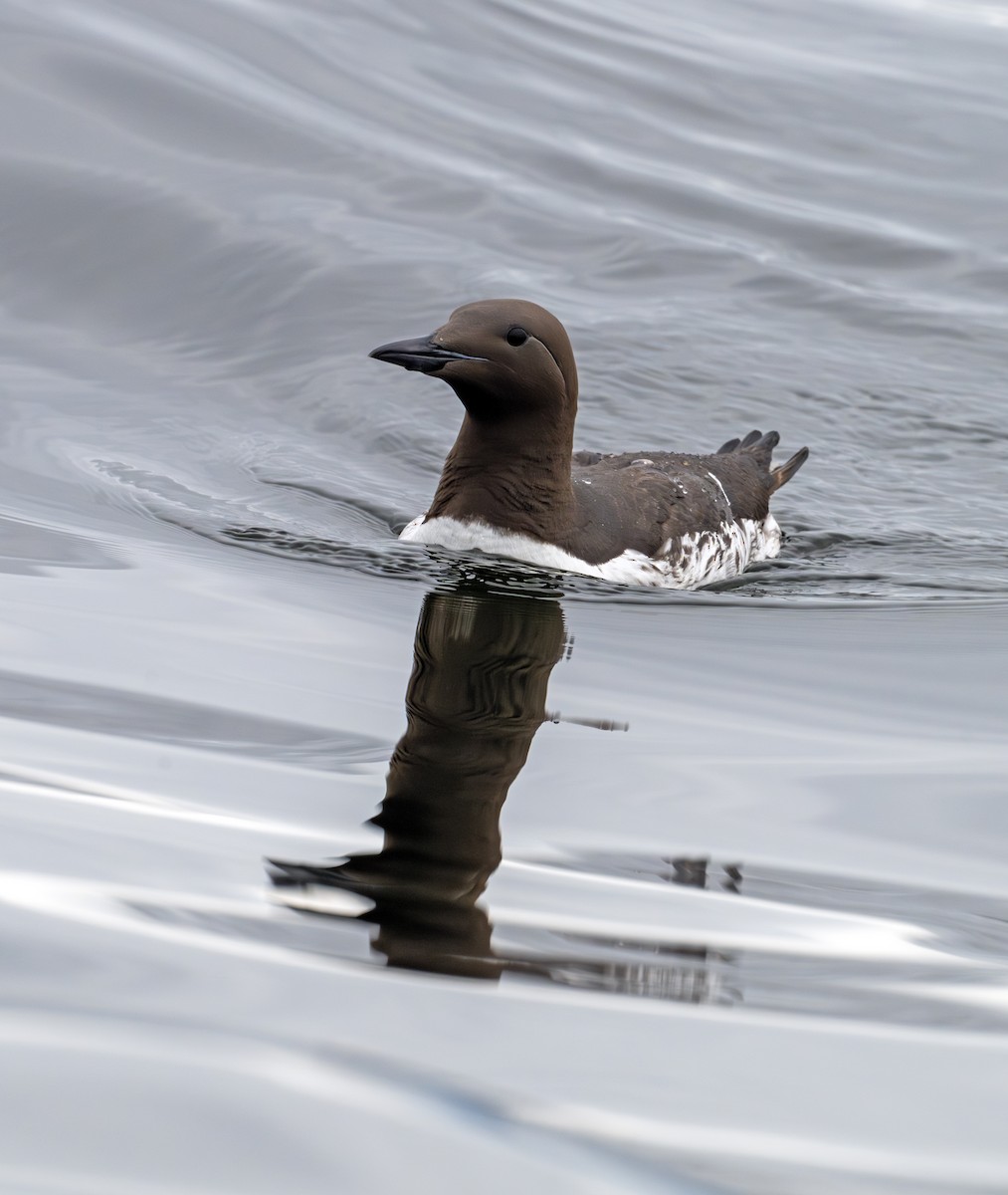 Guillemot marmette - ML620667052