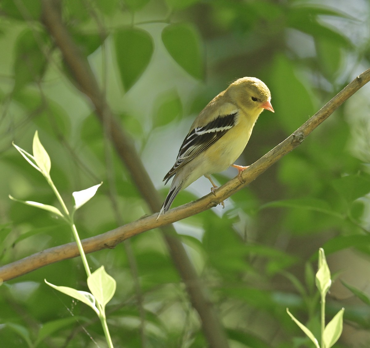 Chardonneret jaune - ML620667055