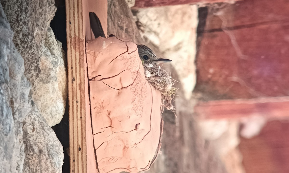 Spotted Flycatcher - ML620667057