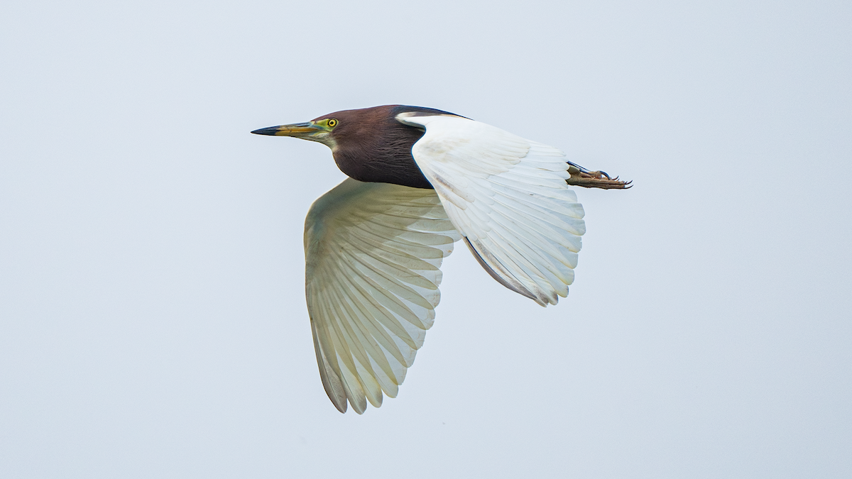 Chinese Pond-Heron - Xinsheng Wei