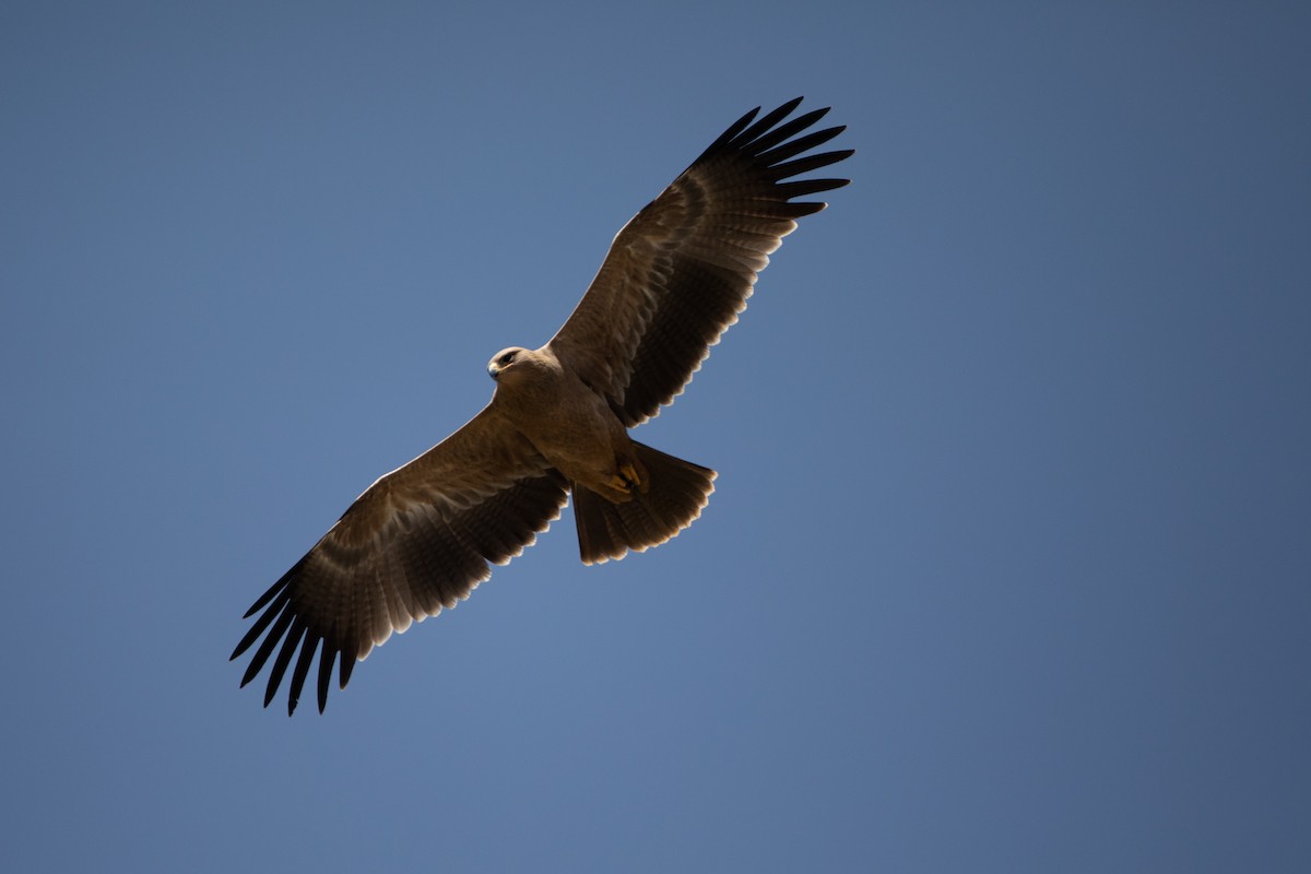 Tawny Eagle - ML620667060