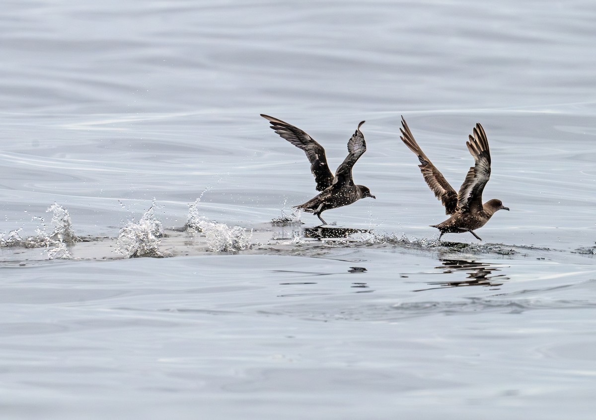 Sooty Shearwater - ML620667064