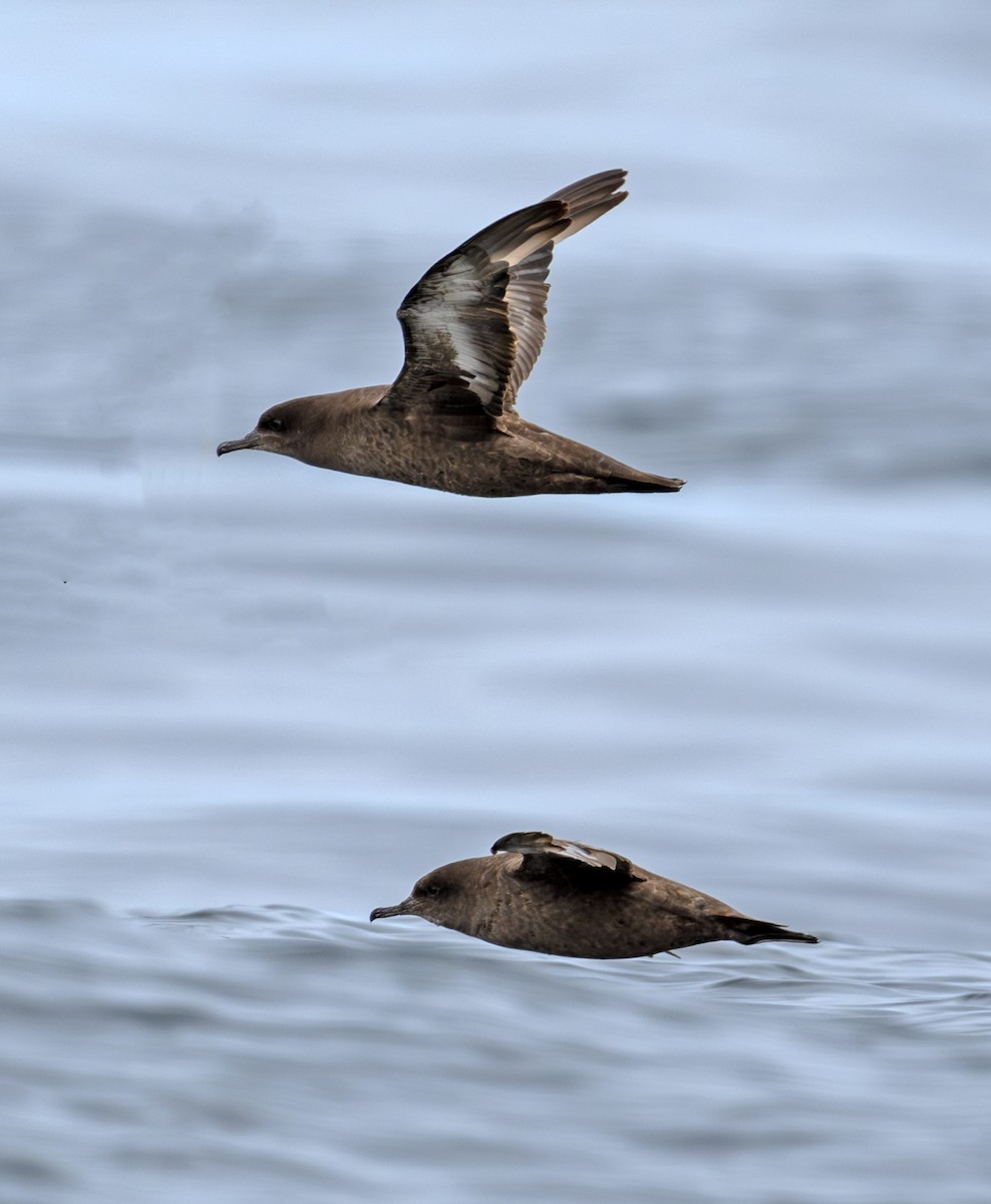 Sooty Shearwater - ML620667065