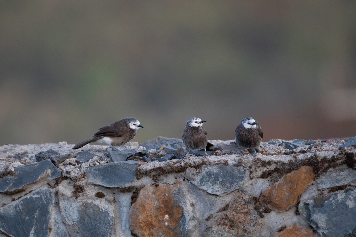 White-rumped Babbler - Rémi Pichard