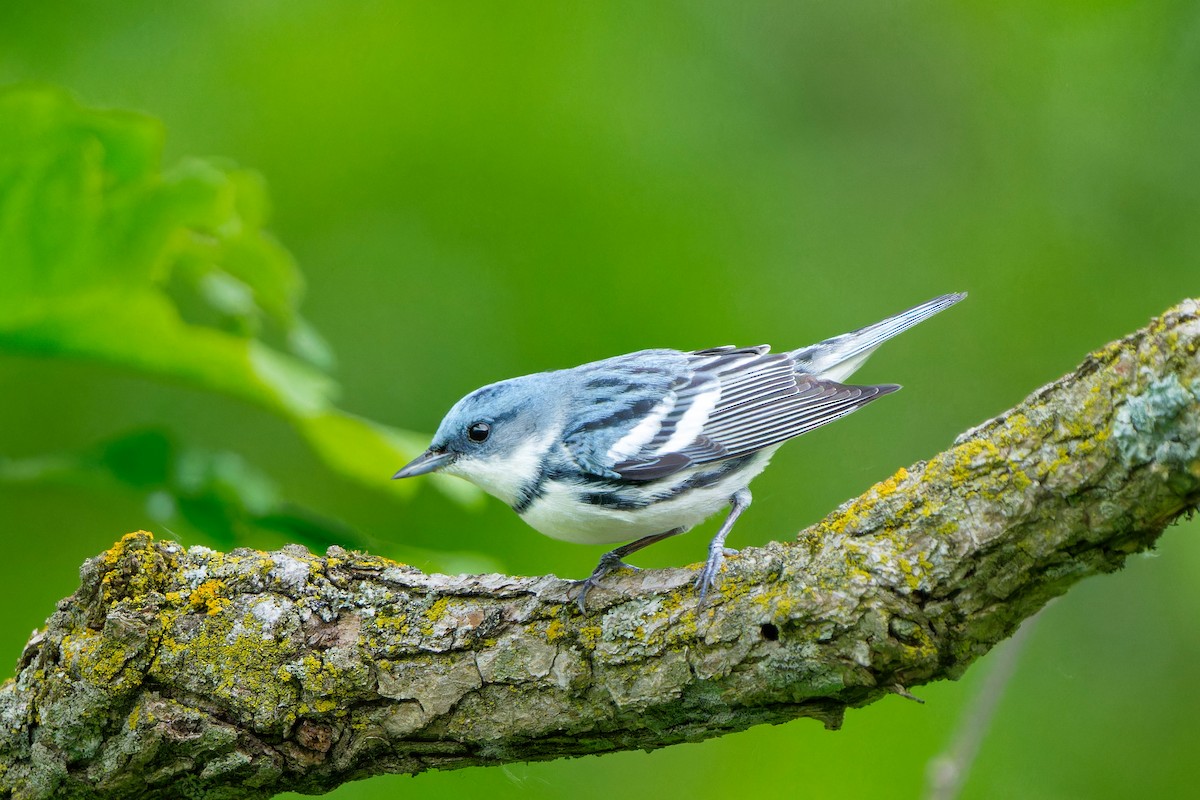 Cerulean Warbler - Ricky Roman