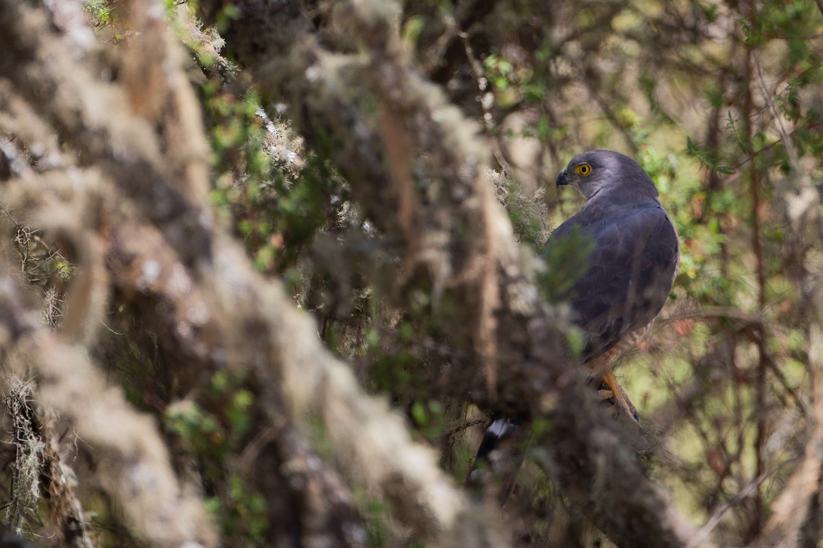 Little Sparrowhawk - ML620667069