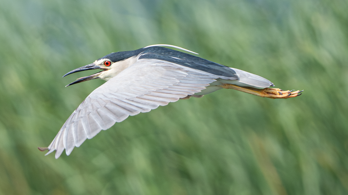 Black-crowned Night Heron - ML620667071