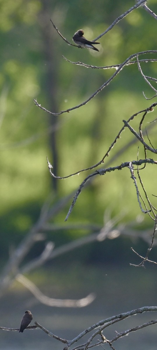 Northern Rough-winged Swallow - ML620667073