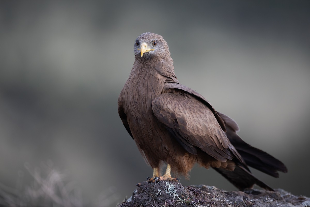 Black Kite (Yellow-billed) - ML620667074