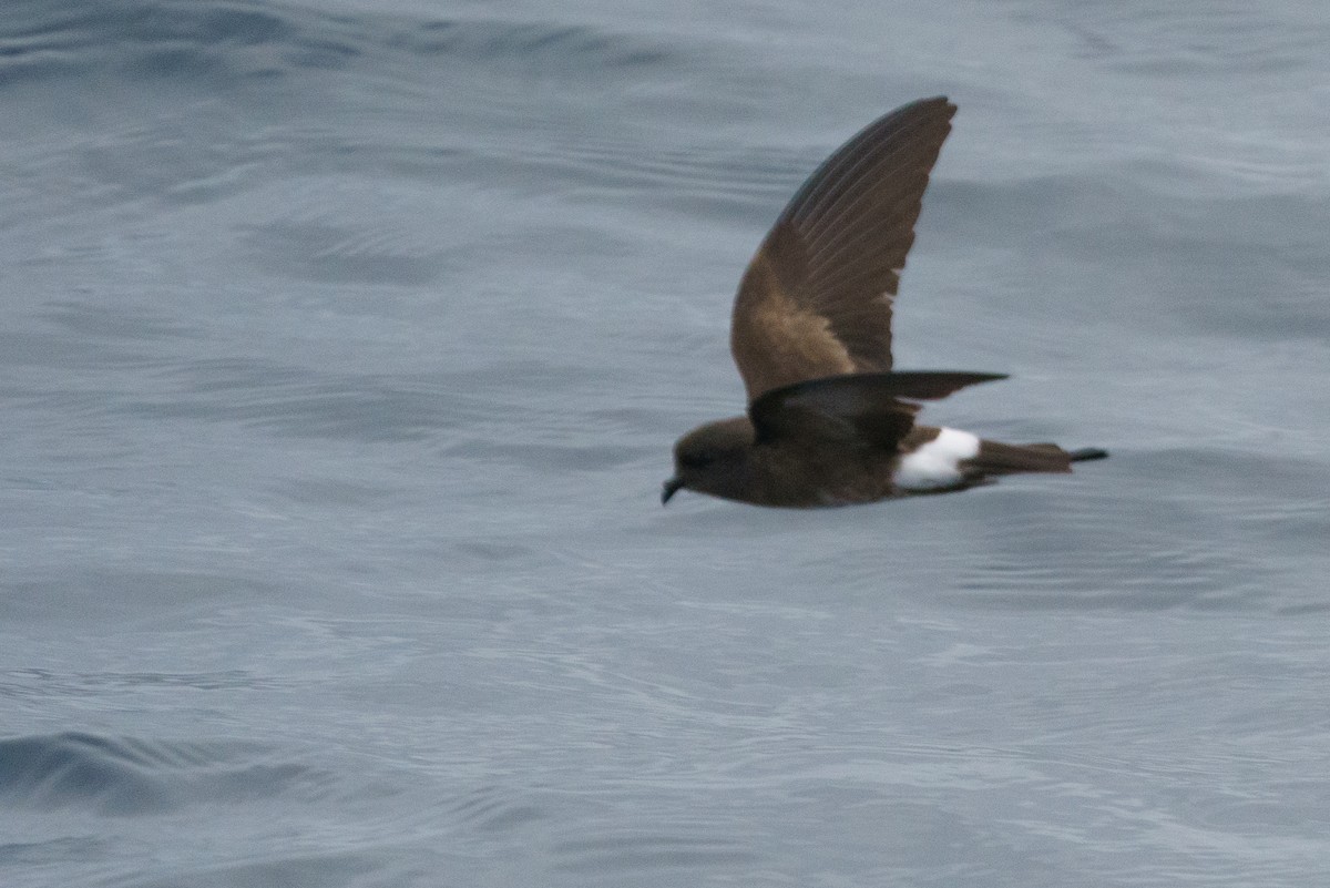 Elliot's Storm-Petrel - ML620667075