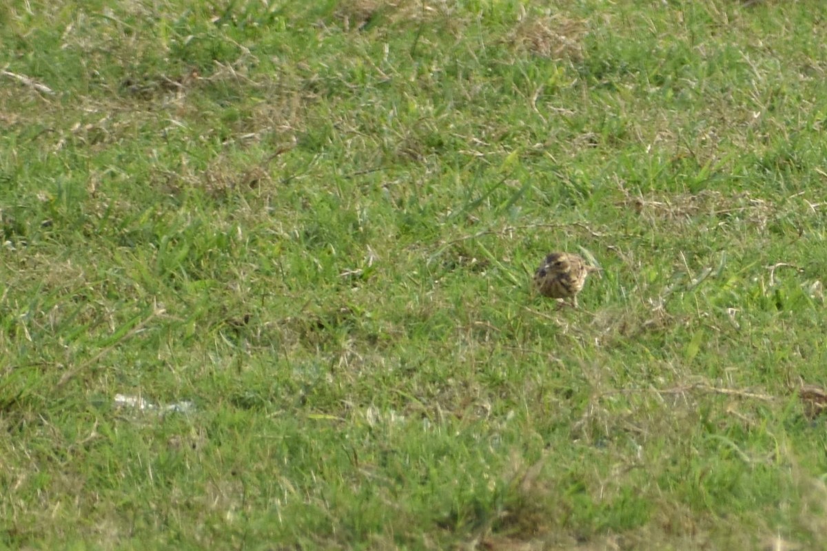 Olive-backed Pipit - ML620667076