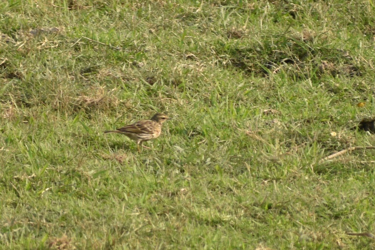 Pipit à dos olive - ML620667077