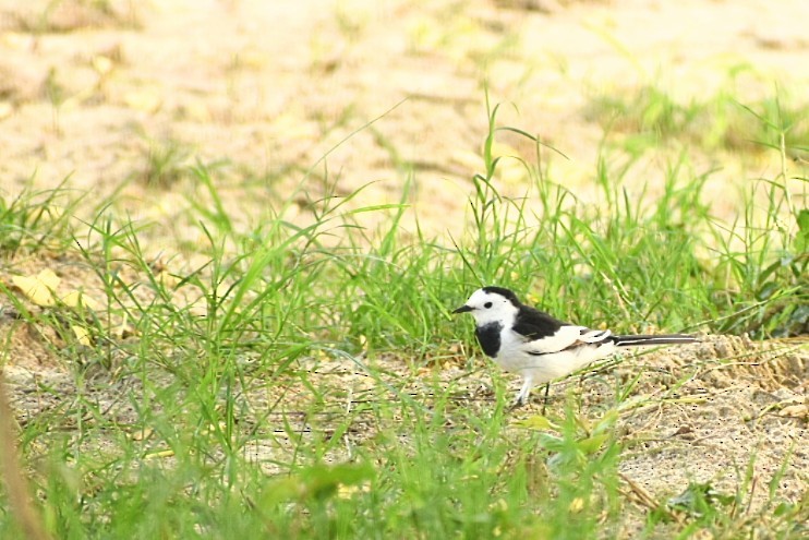 White Wagtail - ML620667079