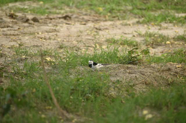 White Wagtail - ML620667080