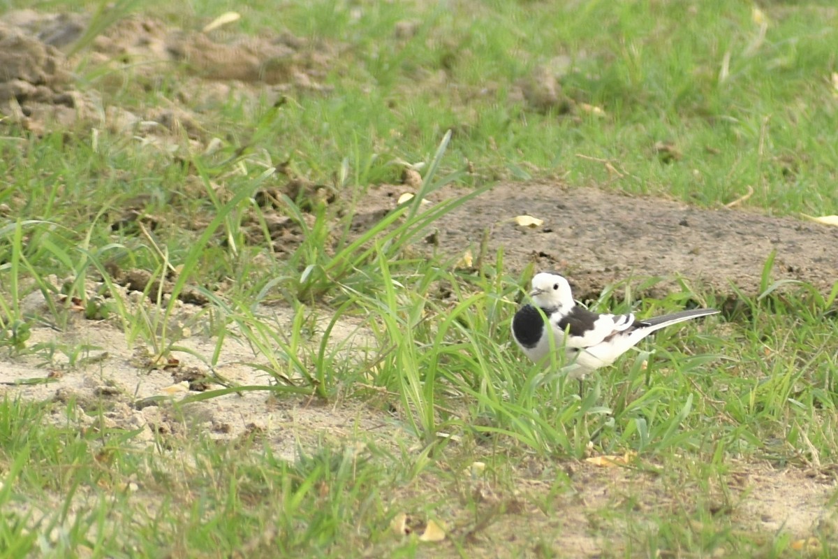 White Wagtail - ML620667081