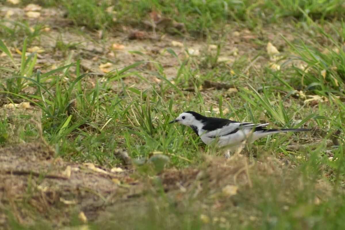 White Wagtail - ML620667082