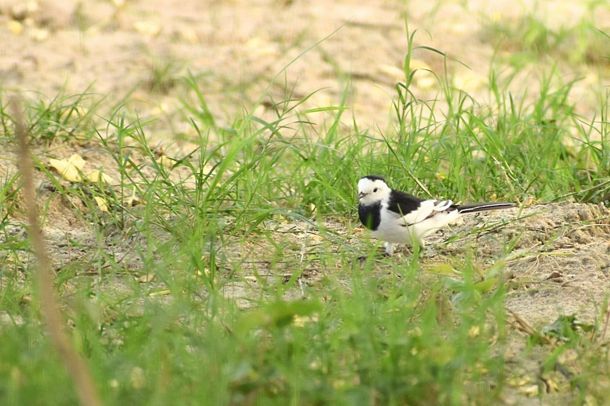 White Wagtail - ML620667083