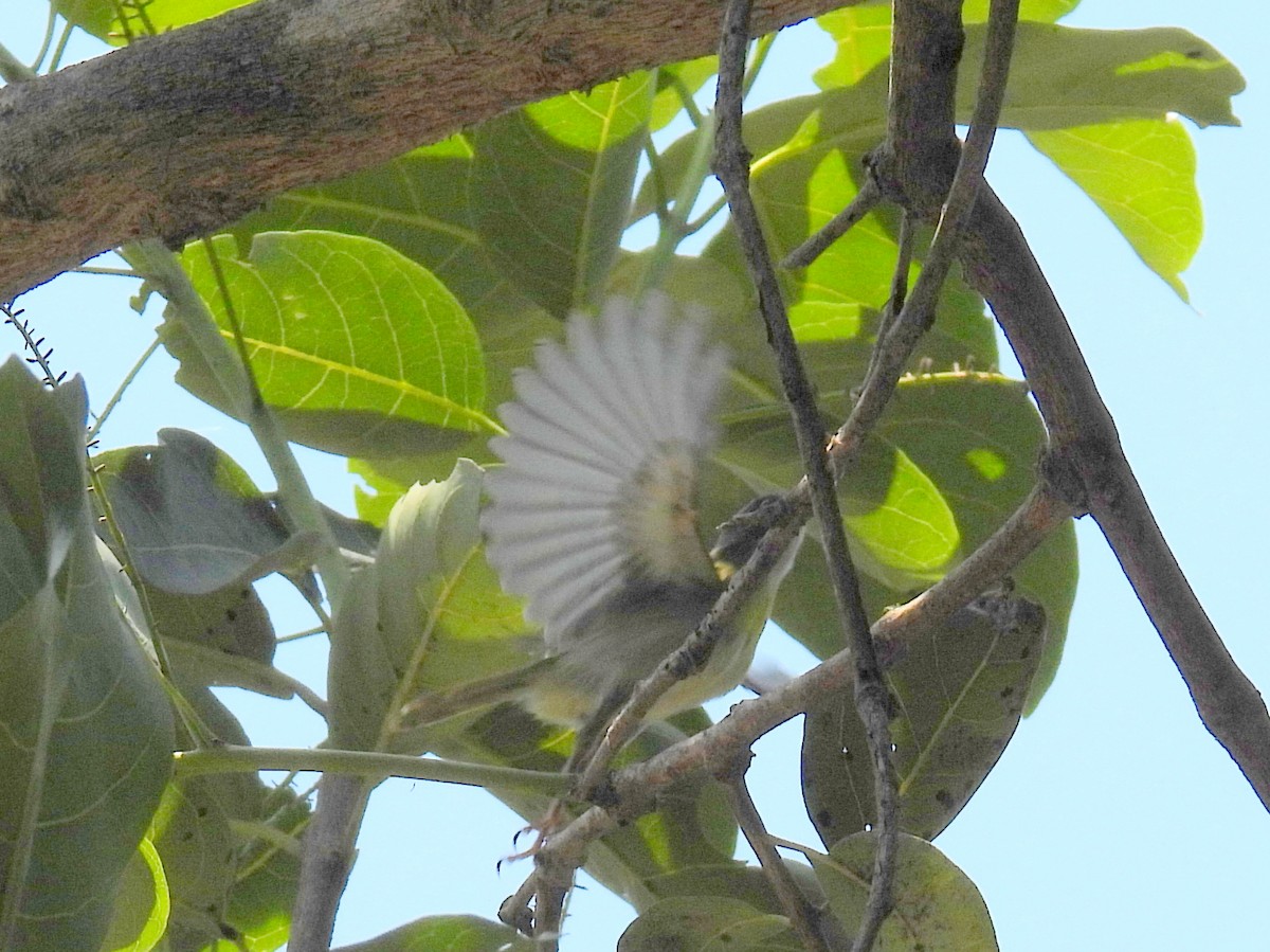 Yellow-breasted Apalis (Yellow-breasted) - ML620667084