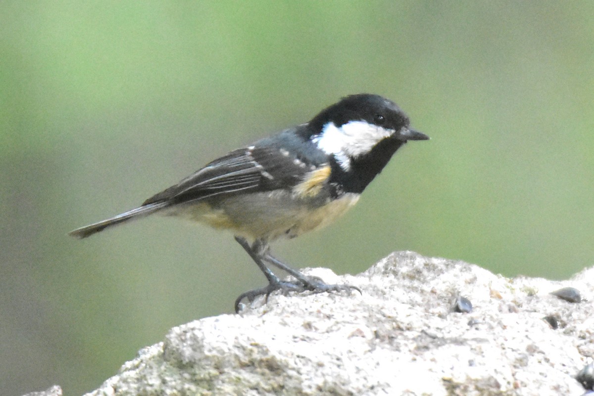 Coal Tit - ML620667085