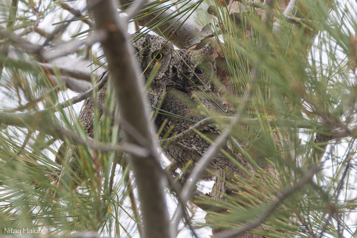 Cyprus Scops-Owl - ML620667086