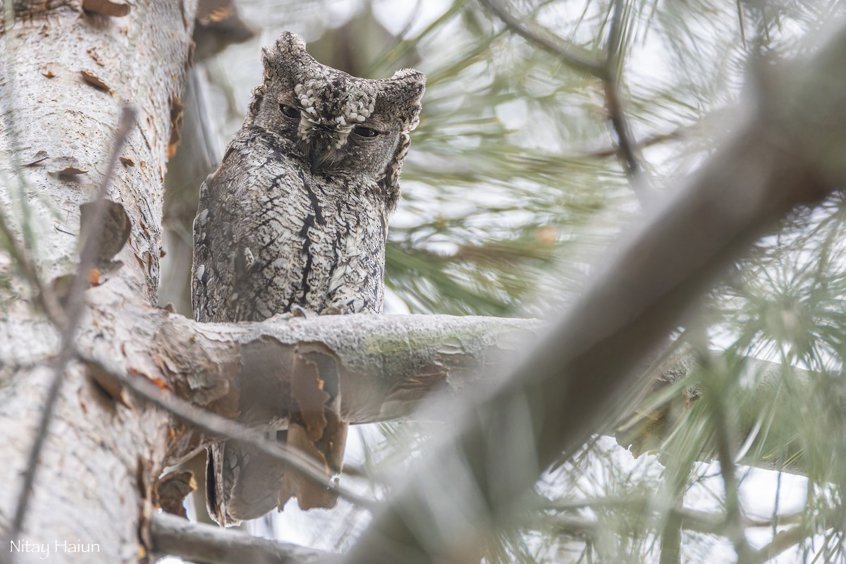 Cyprus Scops-Owl - ML620667087