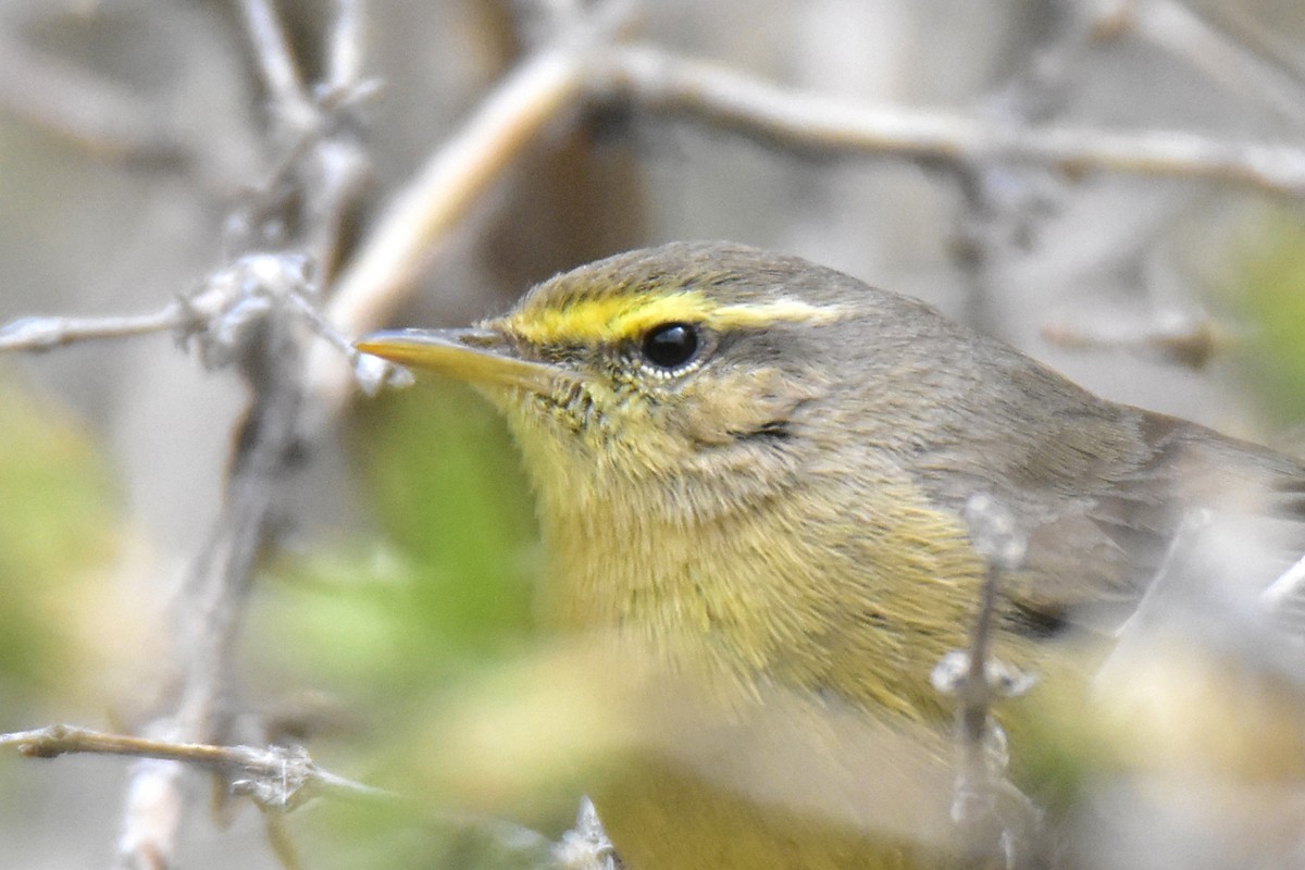 Sulphur-bellied Warbler - ML620667089