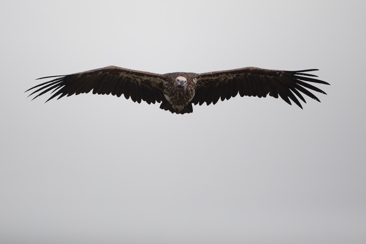 Lappet-faced Vulture - ML620667091