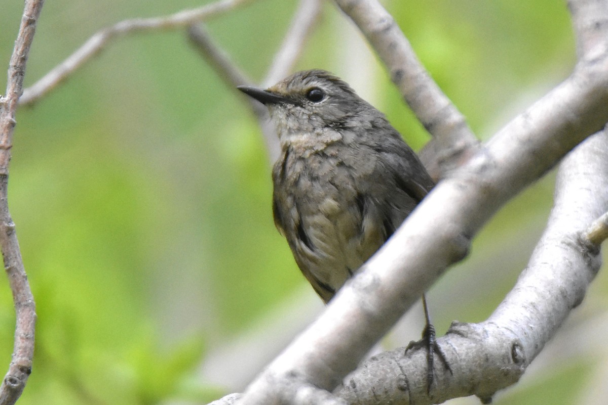 Himalayan Rubythroat - ML620667092