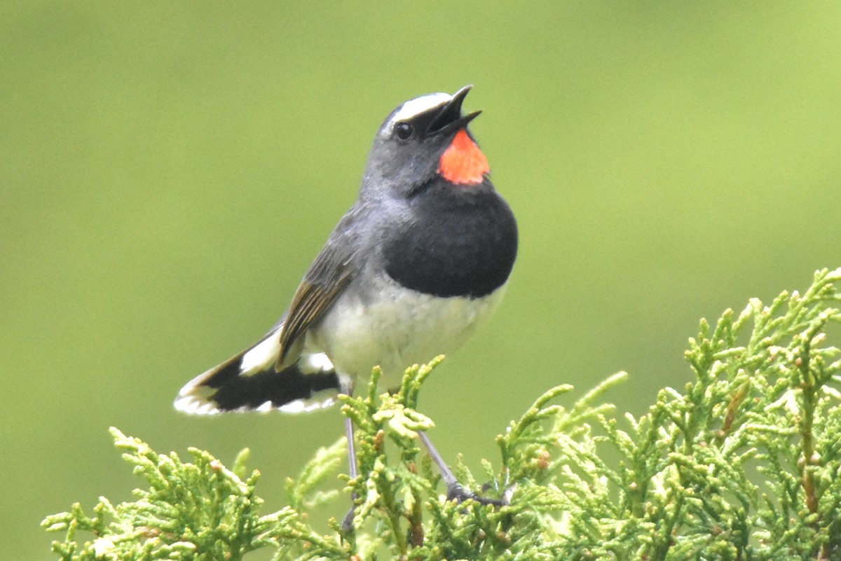 Himalayan Rubythroat - ML620667093