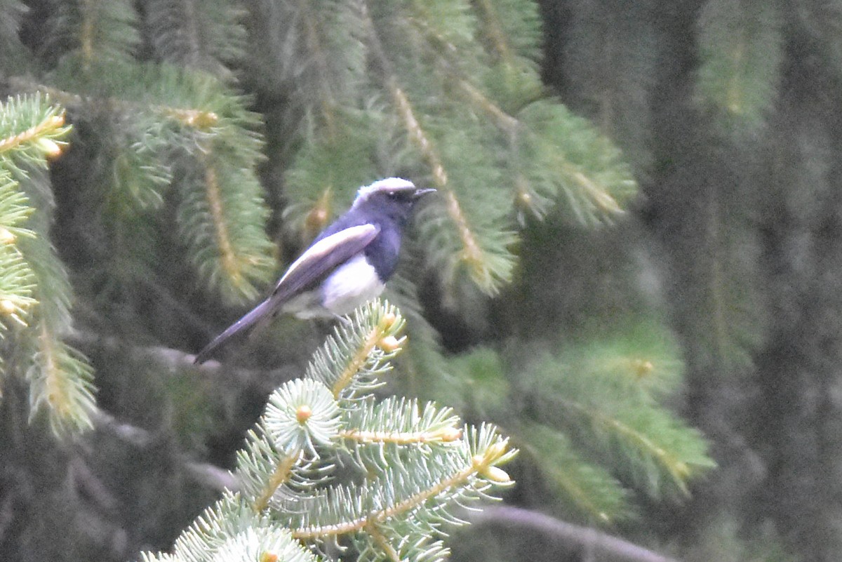 Blue-capped Redstart - ML620667094