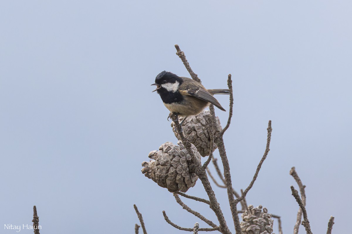 Coal Tit (Cyprus) - ML620667095