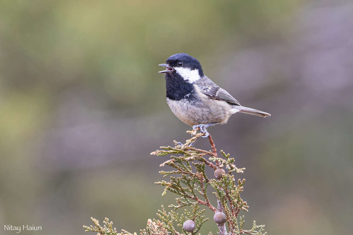 Coal Tit (Cyprus) - ML620667096