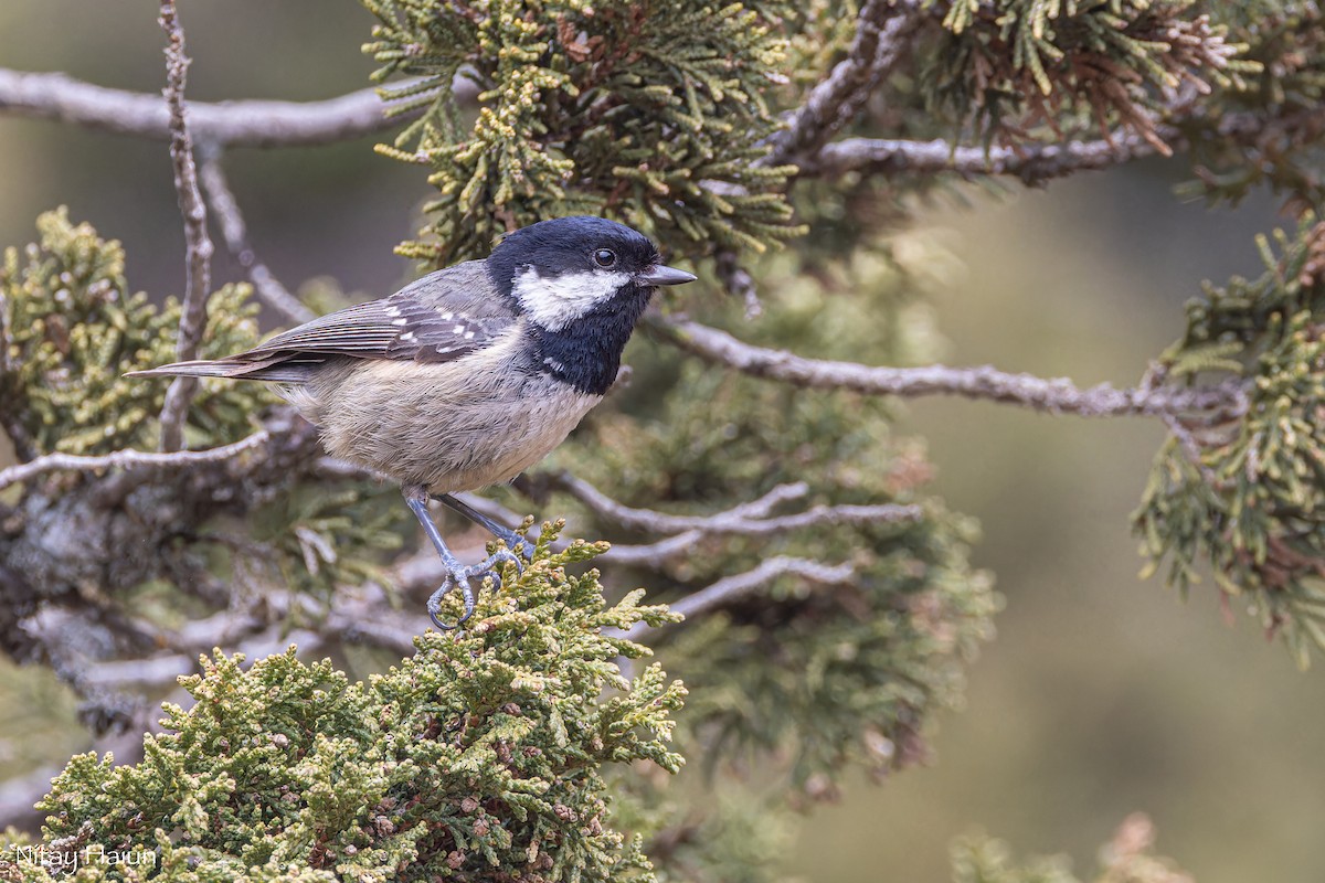 Coal Tit (Cyprus) - ML620667097