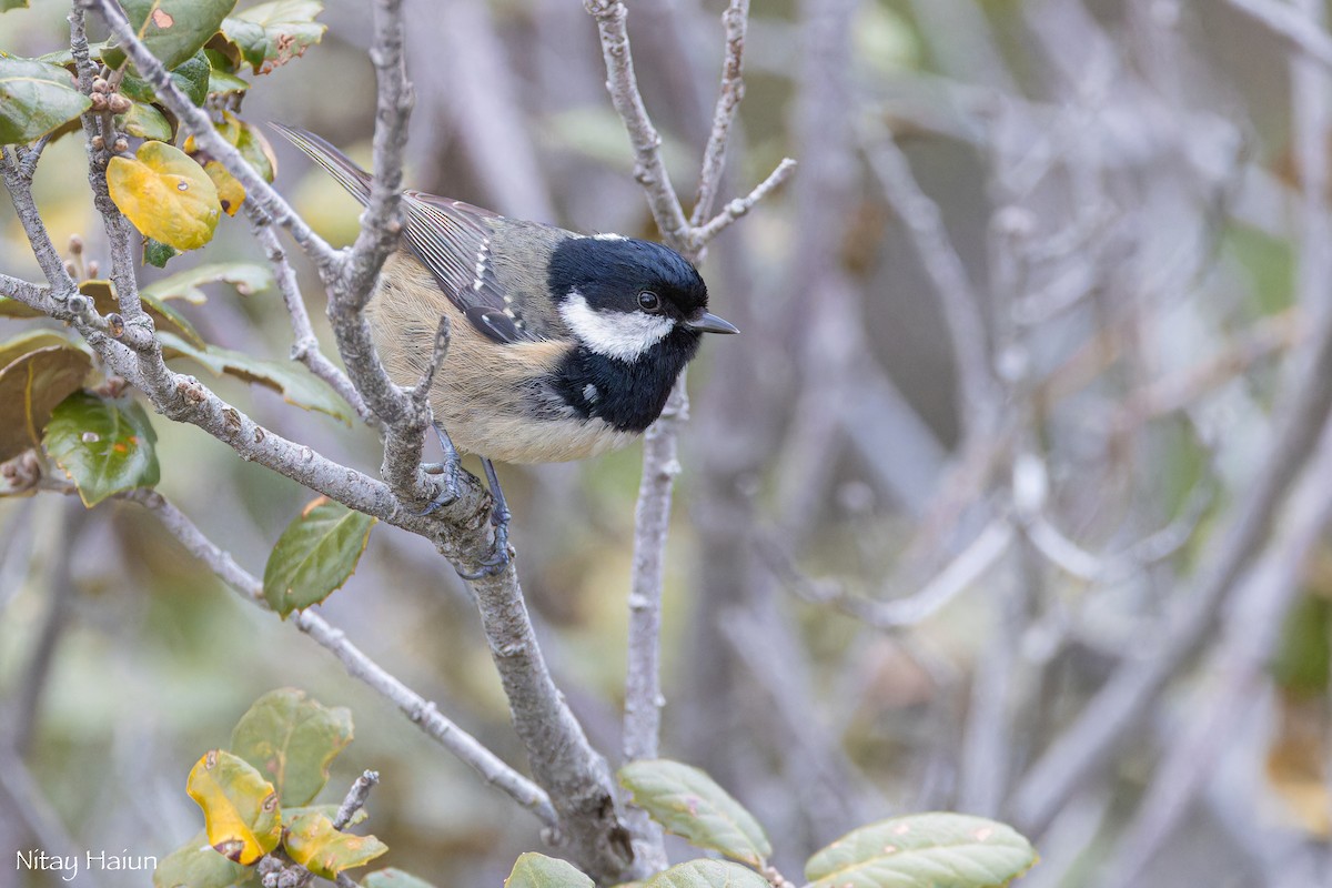 Coal Tit (Cyprus) - ML620667098