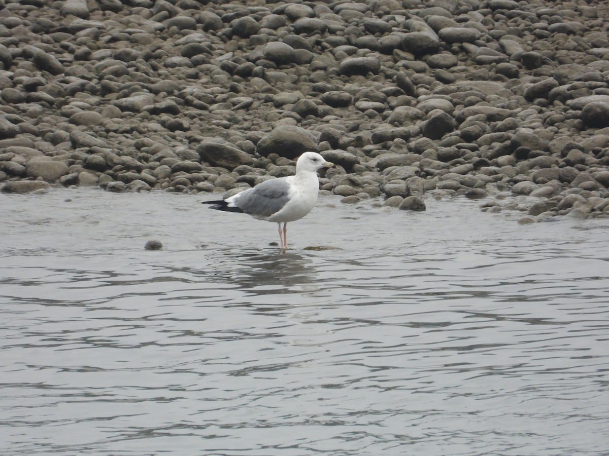 Herring Gull - ML620667100